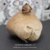 Ail noir en bulbe entier - Les épices curieuses