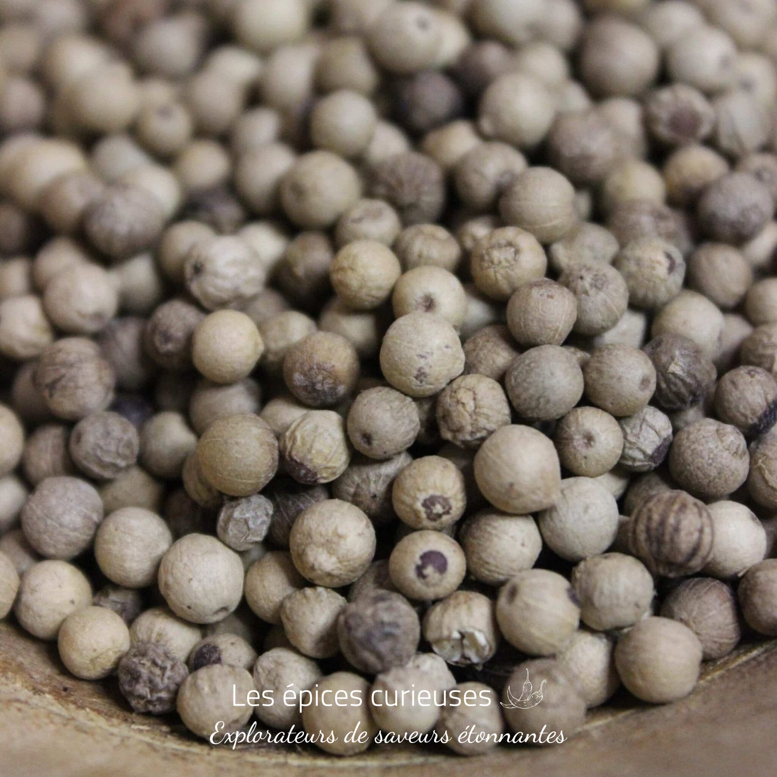 Poivre blanc Muntok – Les épices curieuses Poivre blanc Muntok - Les épices curieuses