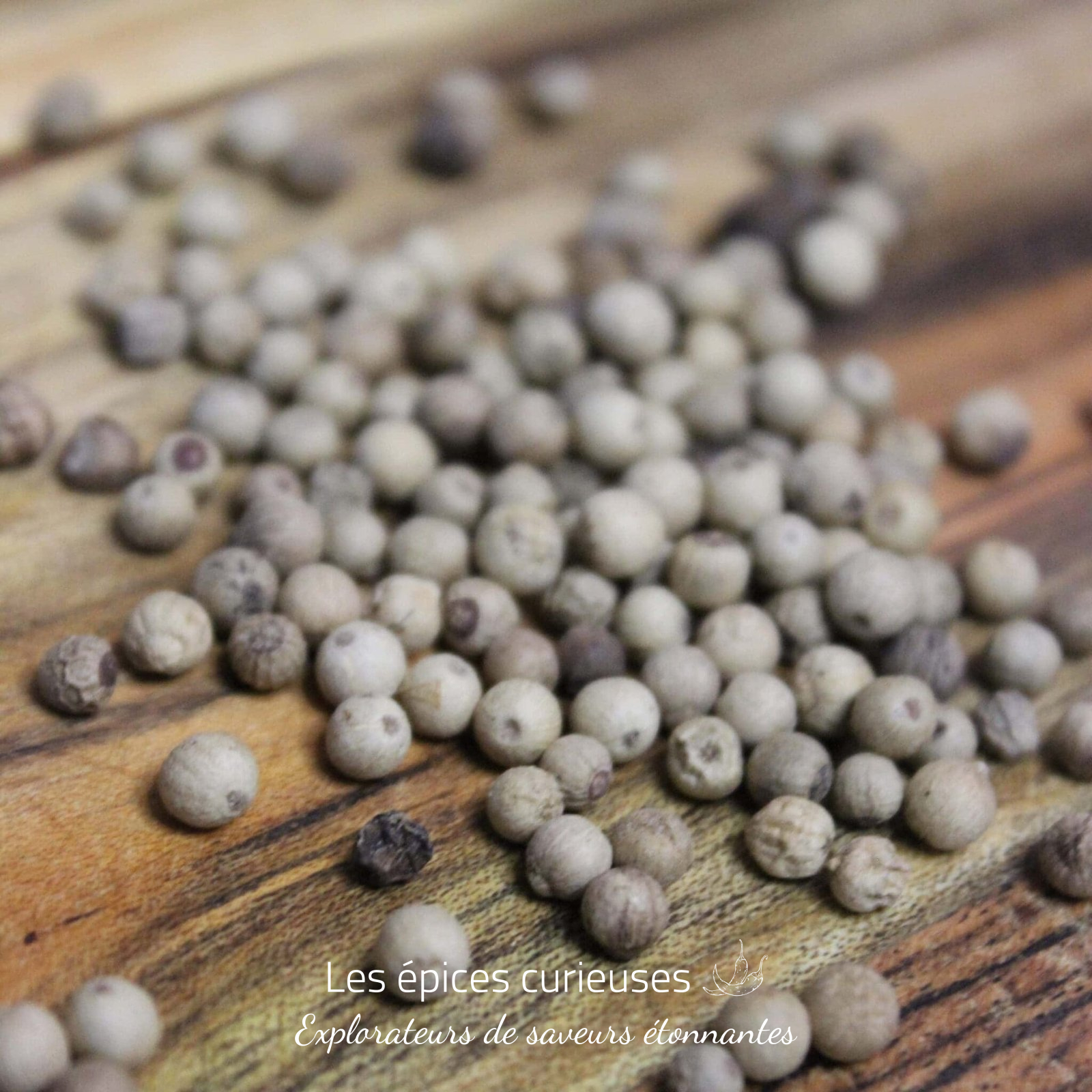 Poivre blanc Muntok – Les épices curieuses Poivre blanc Muntok - Les épices curieuses