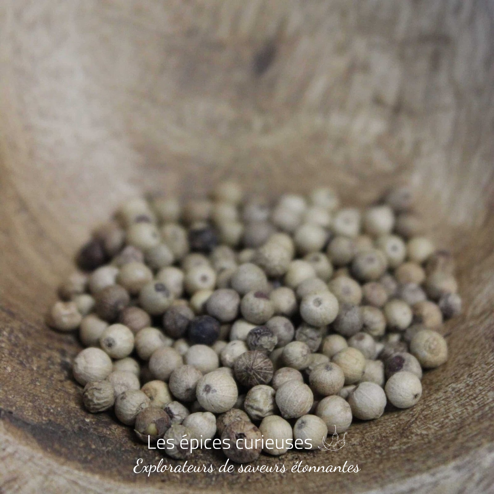 Poivre blanc Muntok – Les épices curieuses Poivre blanc Muntok - Les épices curieuses