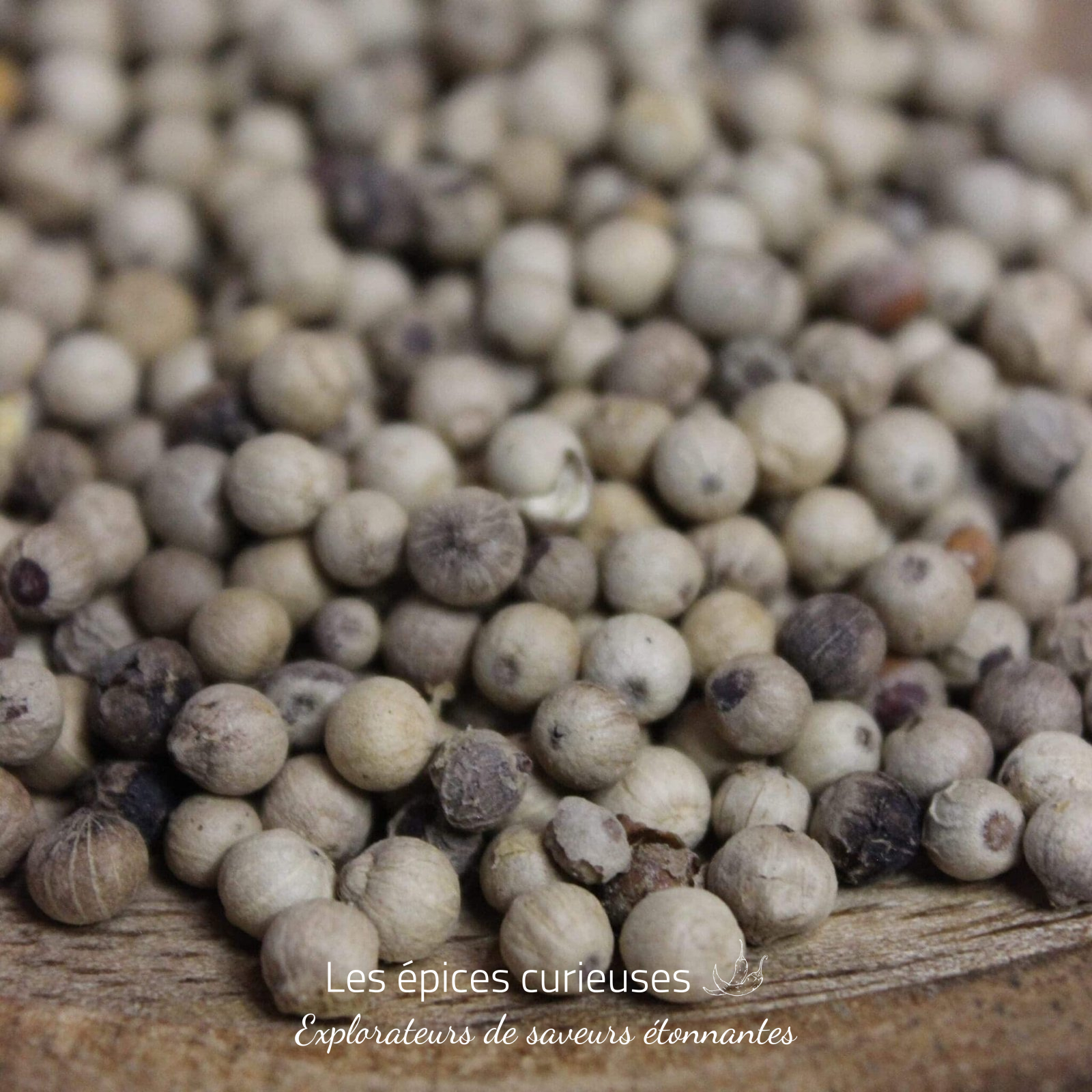 Poivre blanc de Sarawak – Les épices curieuses Poivre blanc de Sarawak - Les épices curieuses