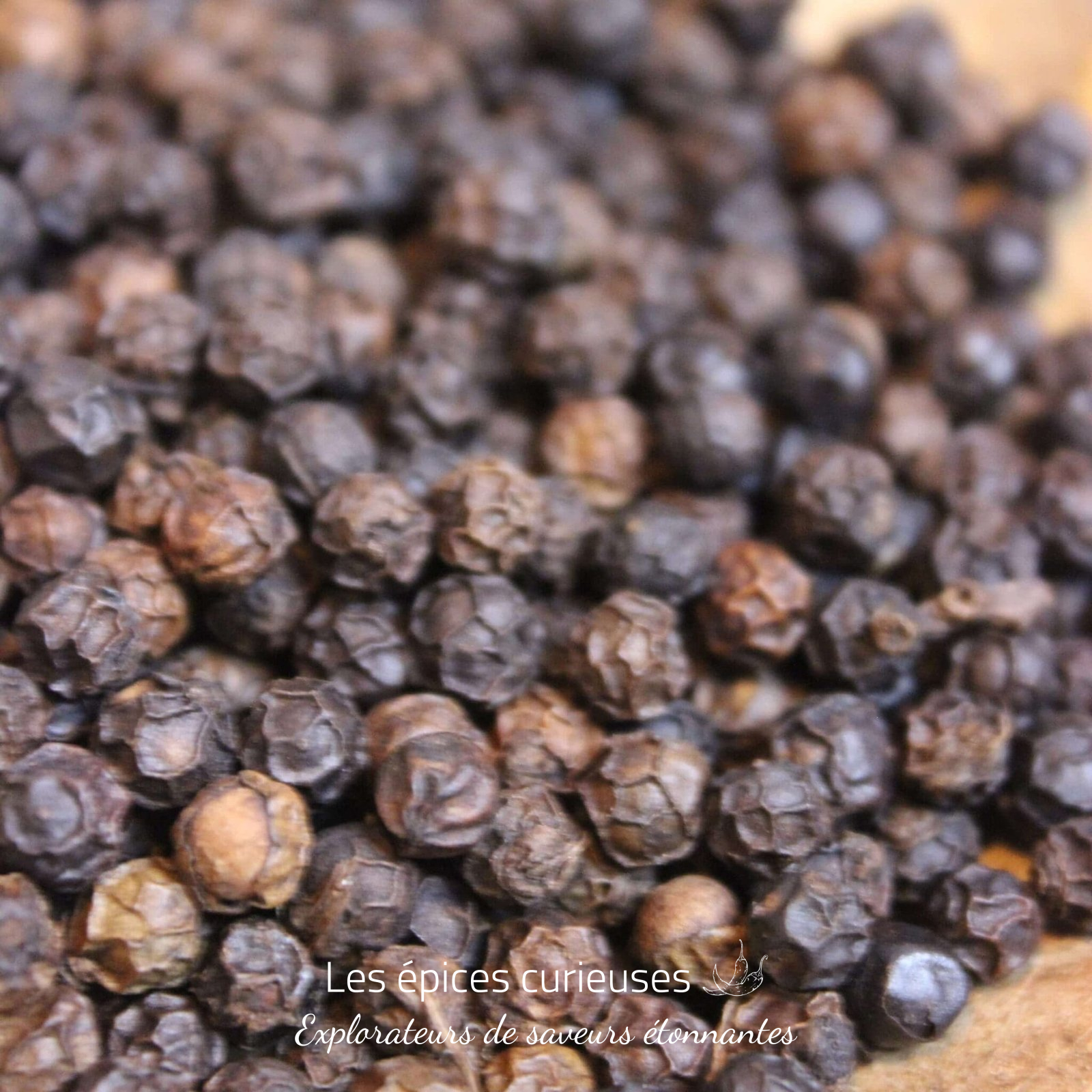 Poivre noir du Kerala – Les épices curieuses Poivre noir du Kerala - Les épices curieuses